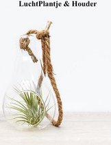 Lucht plantje - Tillandsia light bulb