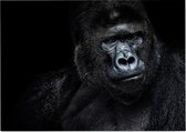 Silverback gorilla op zwarte achtergrond - Foto op Posterpapier - 70 x 50 cm (B2)