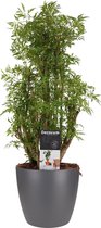 Polyscias Hawaiiana Ming vertakt met Elho brussels antracite ↨ 50cm - hoge kwaliteit planten