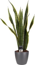 Decorum Sansevieria Laurentii met Elho brussels antracite ↨ 60cm - planten - binnenplanten - buitenplanten - tuinplanten - potplanten - hangplanten - plantenbak - bomen - plantensp
