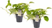 Duo Scindapsus Aureum met potten Anna Grey ↨ 15cm - 2 stuks - hoge kwaliteit planten