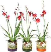 Botanica Mix Cambria Nelly Isler 2T16+ ↨ 60cm - 3 stuks - hoge kwaliteit planten