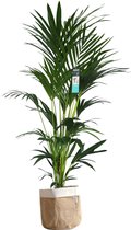 XL Kentia Palm in Sizo bag (natural) ↨ 170cm - hoge kwaliteit planten - grote planten - XL plant - binnenplanten - buitenplanten - tuinplanten - potplanten - hangplanten - plantenb