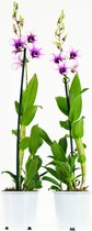 Dendrobium Sa-nook Polar Fire ↨ 55cm - 2 stuks - hoge kwaliteit planten