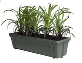 Leliegras in ELHO ® Green Basics balkonbak (Bladgroen) met metalen balkonrek ↨ 30cm - hoge kwaliteit planten