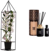 Combi Bamboo orchid 'sweet pink' in draadframe en Woo Diffuser (50 ml) ↨ 78cm - planten - binnenplanten - buitenplanten - tuinplanten - potplanten - hangplanten - plantenbak - bomen - planten