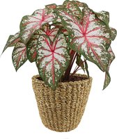 XL Caladium Tapestry met mand Jip Naturel ↕ 70cm - Kamerplant