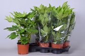 Fatsia Japonica Vingerplant - Handelskwekerij Mark Verbeek - Groene Kamerplant/Buitenplant - Potmaat 17cm - Hoogte 50cm