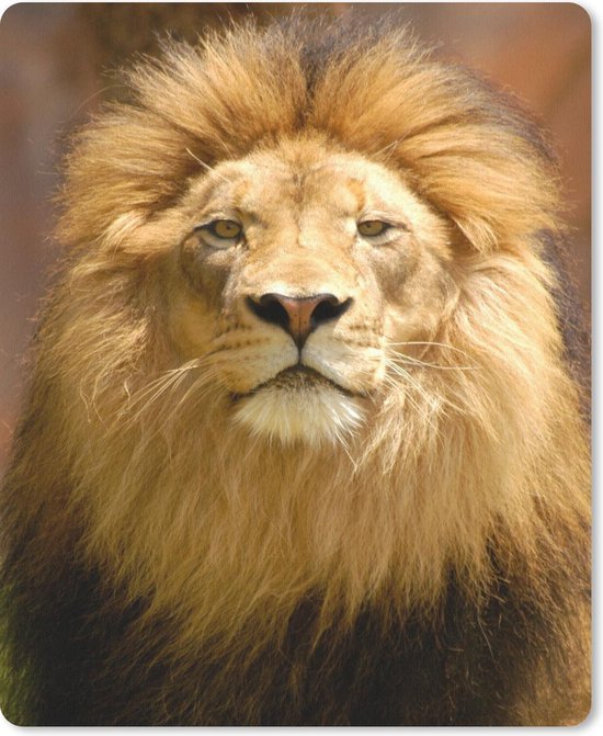 Tapis de souris 19 x 23 cm - Tapis de souris Lion - Marron - Portrait - Tapis de souris