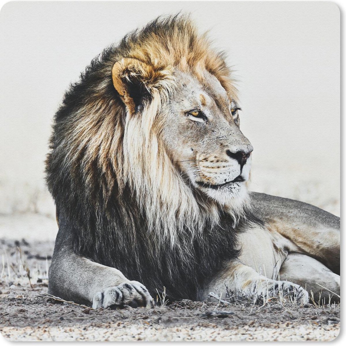Muismat 30x30 cm - Mousepad Dieren - Portret - Kleur - Muismatten