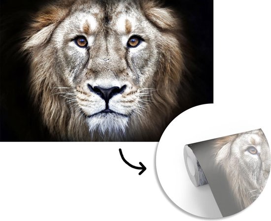 Papier peint - Papier peint photo Lion - Portrait - Sauvage - Largeur 420 cm x hauteur 280 cm
