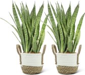 We Love Plants - Sansevieria Kirkii + Mand Anna - 2 stuks - 50 cm hoog - Vrouwentong