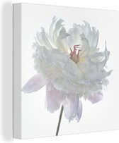 Pivoine Witte avec un fond blanc en toile 50x50 cm - impression photo sur toile peinture Décoration murale salon / chambre à coucher) / Fleurs Peintures Toile