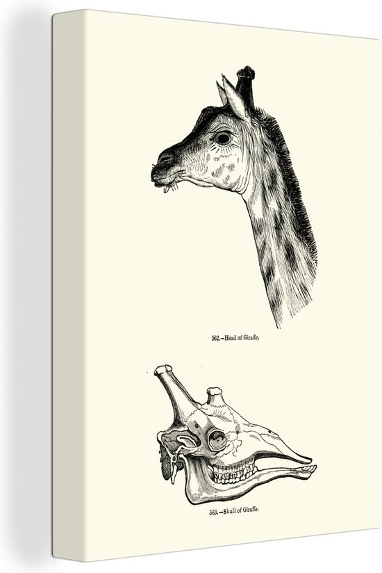 Une illustration de la tête et du crâne d'une girafe sur toile 120x160 cm - Tirage photo sur toile (Décoration murale salon / chambre) XXL / Groot format!