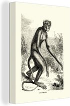 Illustration Vintage d'un singe araignée 30x40 cm - petit - Tirage photo sur toile (Décoration murale salon / chambre)