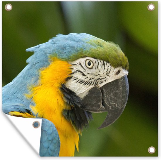 Un ara à bleue assis dans la forêt tropicale Poster Jardin 40x30 — free download