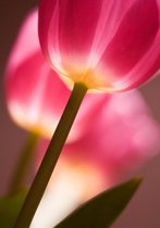 Tuinposter - Bloem - Tulp in wit / roze / groen - 60 x 90 cm.