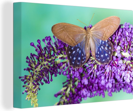 Canvas Schilderij Exotische vlinder op de vlinderstruik - 30x20 cm - Wanddecoratie