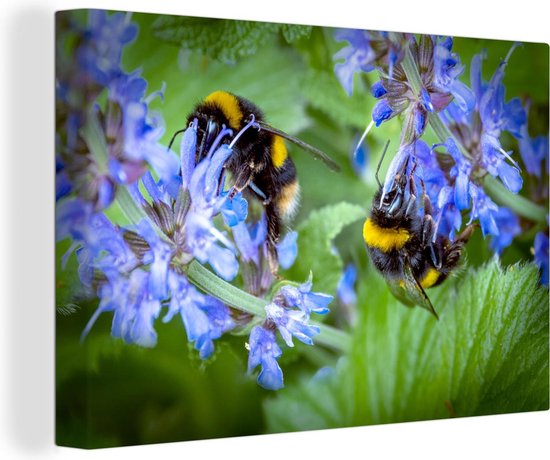 Bourdons bourdonnent devant une belle plant de Salvia Toile 30x20 cm - petit - Tirage photo sur toile (Décoration murale salon / chambre)