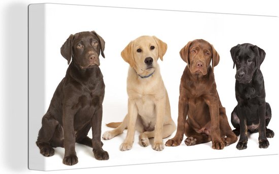 4 verschillende kleuren Labrador Retriever pups Canvas 160x80 cm - Foto print op Canvas schilderij (Wanddecoratie woonkamer / slaapkamer) / Huisdieren Canvas Schilderijen