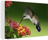 Colibri femelle se nourrit d'une fleur de Lantana Toile 90x60 cm - Tirage photo sur toile (Décoration murale salon / chambre)