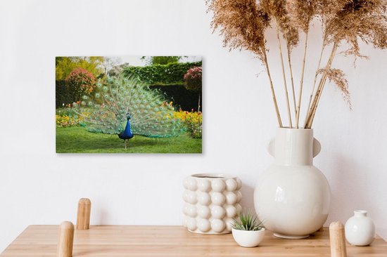 Paon aux plumes étalées dans un jardin Toile 30x20 cm - petit - Tirage photo sur toile (Décoration murale salon / chambre)