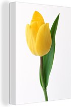 tulp jaune devant un fond blanc Toile 60x80 cm - Tirage photo sur toile (Décoration murale salon / chambre) / Peintures Fleurs sur toile