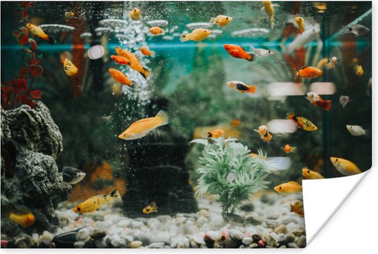 droogte Zonnebrand gezagvoerder Poster Kleine visjes in een aquarium - 90x60 cm | bol.com