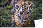 Close-up van een baby tijger poster papier 60x40 cm - Foto print op Poster (wanddecoratie woonkamer / slaapkamer) / Wilde dieren Poster