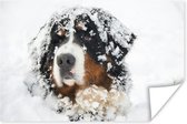 Poster Bouvier Berner enneigé 90x60 cm - Tirage photo sur Poster (décoration murale salon / chambre) / Poster Animaux domestiques