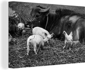Animaux de la ferme coexistants en toile noire et blanche 2cm