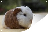 Muurdecoratie Jonge cavia - 180x120 cm - Tuinposter - Tuindoek - Buitenposter