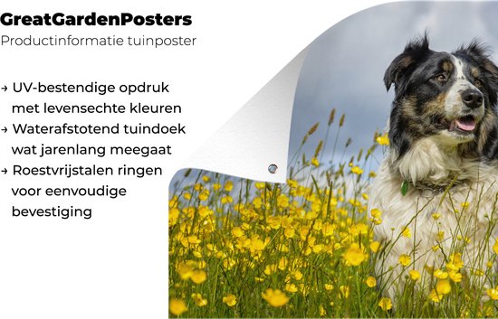 Border Collie parmi les belles fleurs jaunes Affiche de jardin 180x120 cm - Toile de jardin / Toile d'extérieur / Peintures d'extérieur (décoration de jardin) XXL / Grand format!