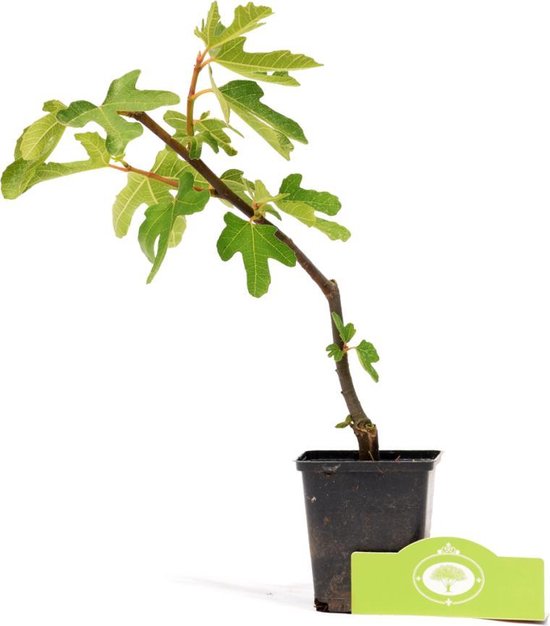 Ficus carica 'Rouge de Bordeaux' Pot 9 cm, figuier, figuier, pour jardin,  potager,... | bol.com
