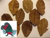 Catappa bladeren maat XL (25 stuks )