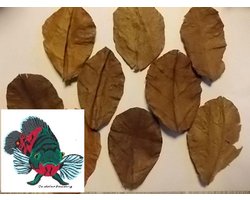Catappa bladeren maat XL (25 stuks )