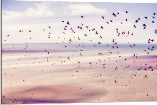 Dibond - Groep Vogels Boven de Zee - 90x60cm Foto op Aluminium (Wanddecoratie van metaal)