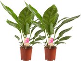 2 stuks Anthurium Jungle King – ↨ 60cm – ⌀ 14cm