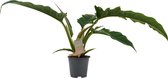 Decorum Philodendron Narrow Escape Feel Green – ↨ 45cm – ⌀ 14cm