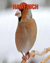 Hawfinch