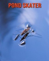 Pond Skater