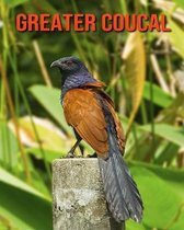 Greater Coucal