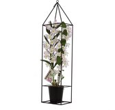 Mama's Planten - Dendrobium Bamboo - Roze - Draadframe - Orchidee - Geeft Sfeer En Kleur- ↨ 78cm - ⌀ 12cm