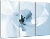 Glasschilderij Bloem - Blauw, Wit - 120x80cm 3Luik - Foto Op Glas - Geen Acrylglas Schilderij - GroepArt 6000+ Glas Art Collectie - Maatwerk Mogelijk