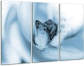 Glasschilderij Bloem - Blauw, Wit - 120x80cm 3Luik - Foto Op Glas - Geen Acrylglas Schilderij - GroepArt 6000+ Glas Art Collectie - Maatwerk Mogelijk