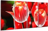 GroepArt - Glasschilderij - Tulp - Rood, Wit - 160x80cm 4Luik - Foto Op Glas - Geen Acrylglas Schilderij - 6000+ Glasschilderijen Collectie - Wanddecoratie