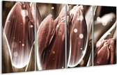 GroepArt - Glasschilderij - Tulp - Bruin, Wit - 160x80cm 4Luik - Foto Op Glas - Geen Acrylglas Schilderij - 6000+ Glasschilderijen Collectie - Wanddecoratie