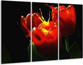Peinture sur verre tulipe | Rouge, noir, vert | 120x80cm 3 Liège | Tirage photo sur verre |  F004180