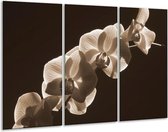 Peinture sur verre d'orchidée | Sépia, Marron | 120x80cm 3 Liège | Tirage photo sur verre |  F001917