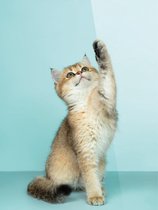 Cadeautip! Plexiglas schilderij - Kat - katten - 60 x 80 cm - Day & Night - luxe ophangsysteem